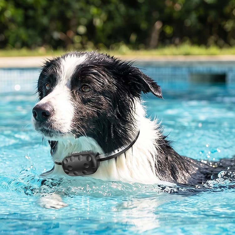 Waterproof Bark Collar With Remote suppliers